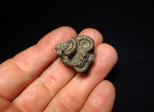 Load image into Gallery viewer, Full pyrite multi-ammonite fossil (27 mm)