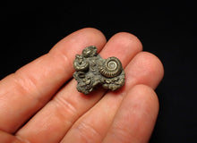 Load image into Gallery viewer, Full pyrite multi-ammonite fossil (25 mm)
