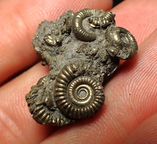 Load image into Gallery viewer, Full pyrite multi-ammonite fossil (25 mm)