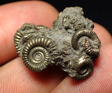 Load image into Gallery viewer, Full pyrite multi-ammonite fossil (25 mm)