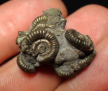 Load image into Gallery viewer, Full pyrite multi-ammonite fossil (25 mm)