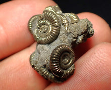 Load image into Gallery viewer, Full pyrite multi-ammonite fossil (25 mm)