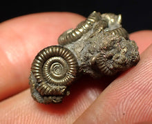 Load image into Gallery viewer, Full pyrite multi-ammonite fossil (25 mm)