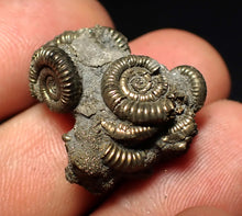 Load image into Gallery viewer, Full pyrite multi-ammonite fossil (25 mm)