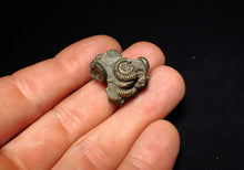 Load image into Gallery viewer, Full pyrite multi-ammonite fossil (25 mm)