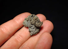 Load image into Gallery viewer, Full pyrite multi-ammonite fossil (27 mm)