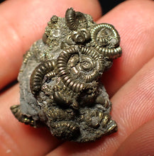 Load image into Gallery viewer, Full pyrite multi-ammonite fossil (27 mm)