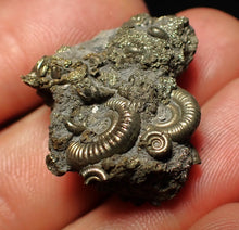 Load image into Gallery viewer, Full pyrite multi-ammonite fossil (28 mm)