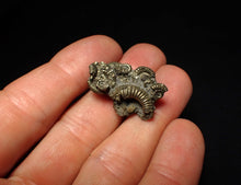 Load image into Gallery viewer, Full pyrite multi-ammonite fossil (28 mm)