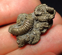 Load image into Gallery viewer, Full pyrite multi-ammonite fossil (28 mm)
