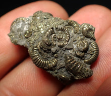 Load image into Gallery viewer, Full pyrite multi-ammonite fossil (30 mm) Crucilobiceras