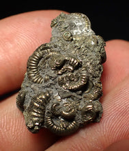 Load image into Gallery viewer, Full pyrite multi-ammonite fossil (30 mm) Crucilobiceras