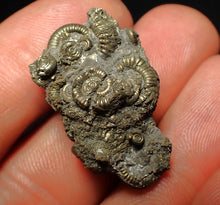 Load image into Gallery viewer, Full pyrite multi-ammonite fossil (30 mm) Crucilobiceras