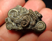 Load image into Gallery viewer, Full pyrite multi-ammonite fossil (30 mm) Crucilobiceras