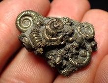 Load image into Gallery viewer, Full pyrite multi-ammonite fossil (30 mm) Crucilobiceras