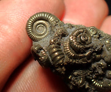 Load image into Gallery viewer, Full pyrite multi-ammonite fossil (30 mm) Crucilobiceras