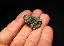 Load image into Gallery viewer, Full pyrite multi-ammonite fossil (30 mm) Crucilobiceras