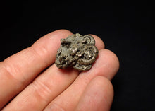 Load image into Gallery viewer, Full pyrite multi-ammonite fossil (28 mm) Crucilobiceras