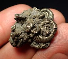 Load image into Gallery viewer, Full pyrite multi-ammonite fossil (28 mm) Crucilobiceras