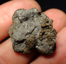Load image into Gallery viewer, Full pyrite multi-ammonite fossil (28 mm) Crucilobiceras