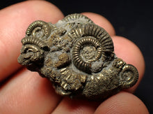 Load image into Gallery viewer, Full pyrite multi-ammonite fossil (31 mm) Crucilobiceras