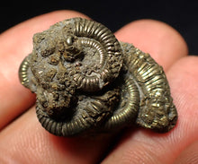 Load image into Gallery viewer, Full pyrite multi-ammonite fossil (31 mm) Crucilobiceras