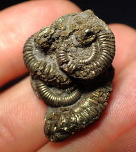 Load image into Gallery viewer, Full pyrite multi-ammonite fossil (31 mm) Crucilobiceras