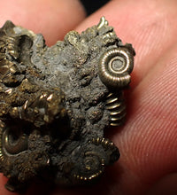 Load image into Gallery viewer, Full pyrite multi-ammonite fossil (26 mm) Crucilobiceras