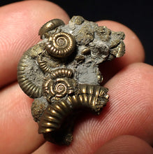 Load image into Gallery viewer, Full pyrite multi-ammonite fossil (28 mm) Crucilobiceras