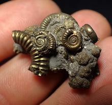 Load image into Gallery viewer, Full pyrite multi-ammonite fossil (28 mm) Crucilobiceras