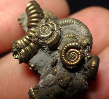 Load image into Gallery viewer, Full pyrite multi-ammonite fossil (28 mm) Crucilobiceras