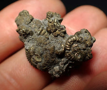 Load image into Gallery viewer, Full pyrite multi-ammonite fossil (28 mm) Crucilobiceras