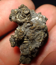 Load image into Gallery viewer, Full pyrite multi-ammonite fossil (28 mm) Crucilobiceras
