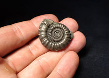 Load image into Gallery viewer, Perfect large Crucilobiceras pyrite ammonite fossil (32 mm)