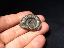 Load image into Gallery viewer, Perfect large Crucilobiceras pyrite ammonite fossil (32 mm)