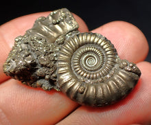 Load image into Gallery viewer, Stunning large Crucilobiceras pyrite ammonite fossil (35 mm)