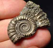 Load image into Gallery viewer, Stunning large Crucilobiceras pyrite ammonite fossil (35 mm)