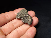 Load image into Gallery viewer, Stunning large Crucilobiceras pyrite ammonite fossil (35 mm)
