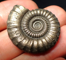 Load image into Gallery viewer, Stunning large Crucilobiceras pyrite ammonite fossil (31 mm)