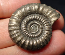 Load image into Gallery viewer, Stunning large Crucilobiceras pyrite ammonite fossil (31 mm)