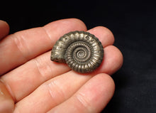 Load image into Gallery viewer, Stunning large Crucilobiceras pyrite ammonite fossil (31 mm)
