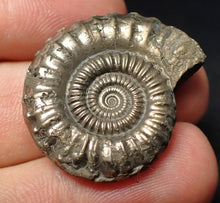 Load image into Gallery viewer, Stunning large Crucilobiceras pyrite ammonite fossil (30 mm)