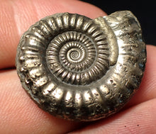 Load image into Gallery viewer, Stunning large Crucilobiceras pyrite ammonite fossil (30 mm)