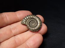 Load image into Gallery viewer, Stunning large Crucilobiceras pyrite ammonite fossil (30 mm)