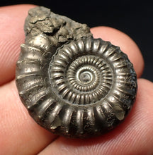 Load image into Gallery viewer, Stunning large Crucilobiceras pyrite ammonite fossil (30 mm)