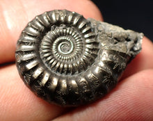 Load image into Gallery viewer, Stunning large Crucilobiceras pyrite ammonite fossil (30 mm)
