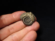 Load image into Gallery viewer, Stunning Crucilobiceras pyrite ammonite fossil (27 mm)