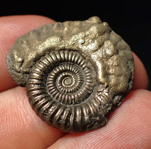 Load image into Gallery viewer, Stunning Crucilobiceras pyrite ammonite fossil (27 mm)