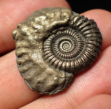 Load image into Gallery viewer, Stunning Crucilobiceras pyrite ammonite fossil (27 mm)