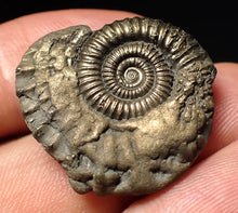 Load image into Gallery viewer, Stunning Crucilobiceras pyrite ammonite fossil (27 mm)